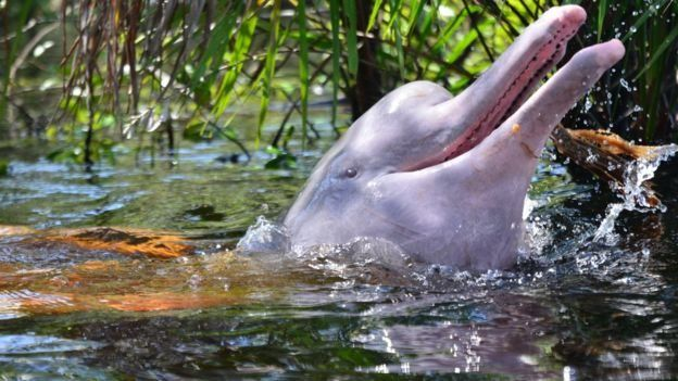 Melhores Temporadas Para Observar os Botos Cor de Rosa na Amazônia.