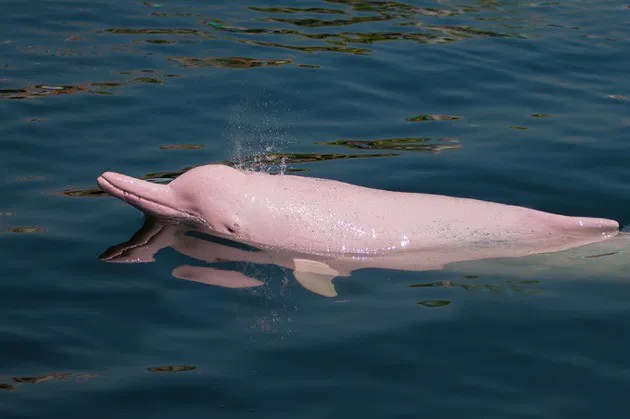 Mitos e Verdades sobre os Botos Cor de Rosa na Amazônia.