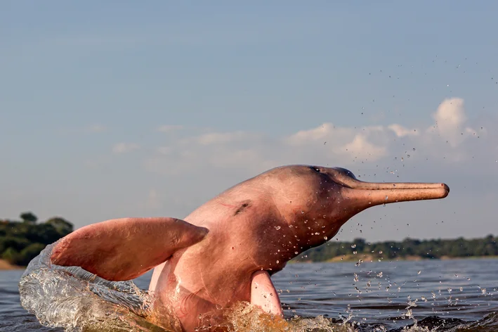 Como Escolher a Melhor Rota de Ecoturismo Para Observar os Botos Cor de Rosa.