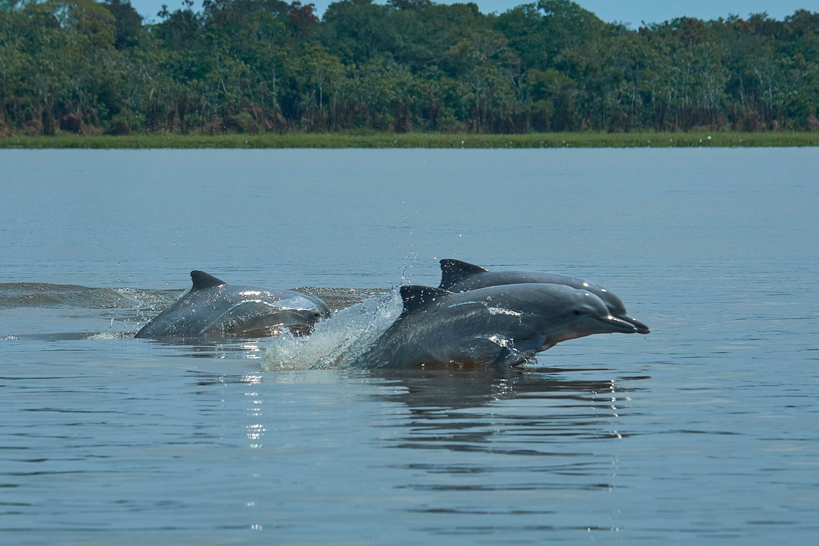 O Impacto do Turismo Sustentável na Preservação dos Botos Cor de Rosa.