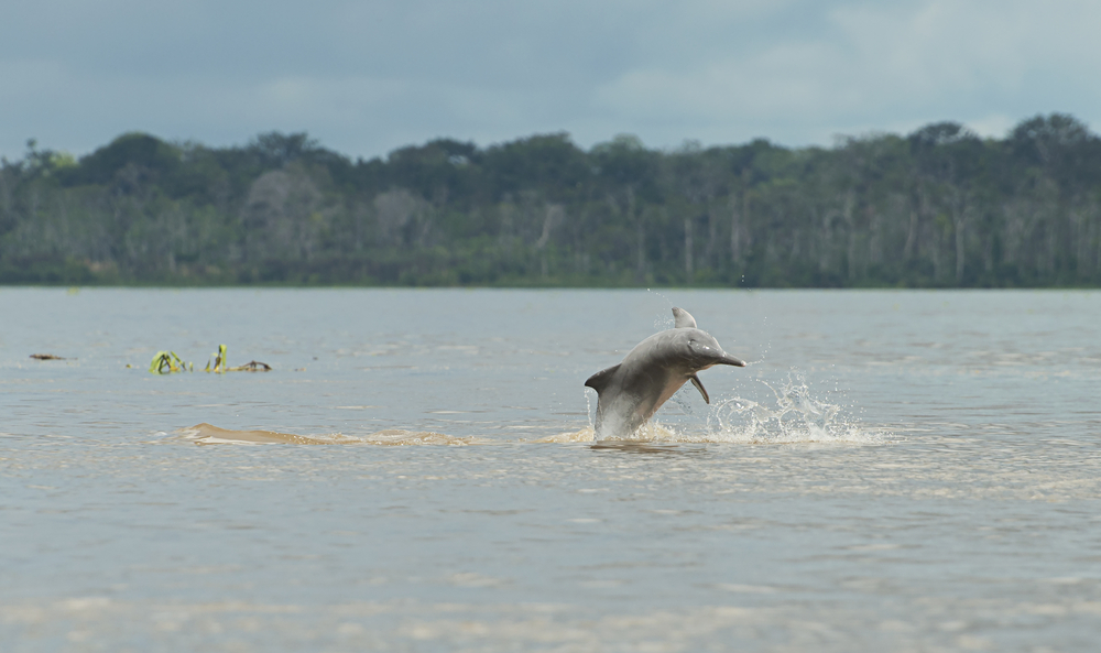 Roteiro Completo para uma Viagem de Observação dos Botos Cor de Rosa na Amazônia.