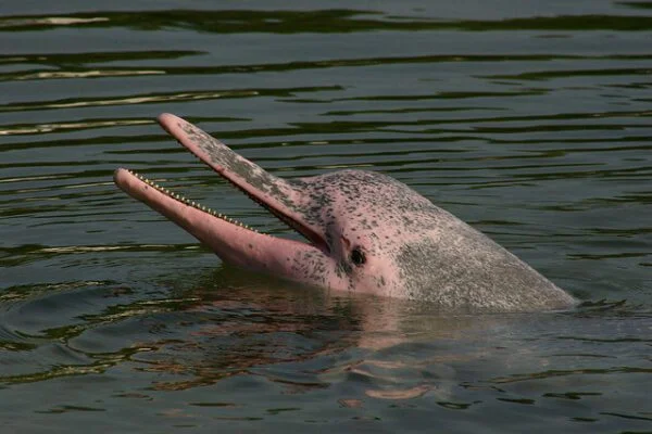 Quando é a Melhor Época para Observar Botos Cor-de-Rosa na Amazônia?