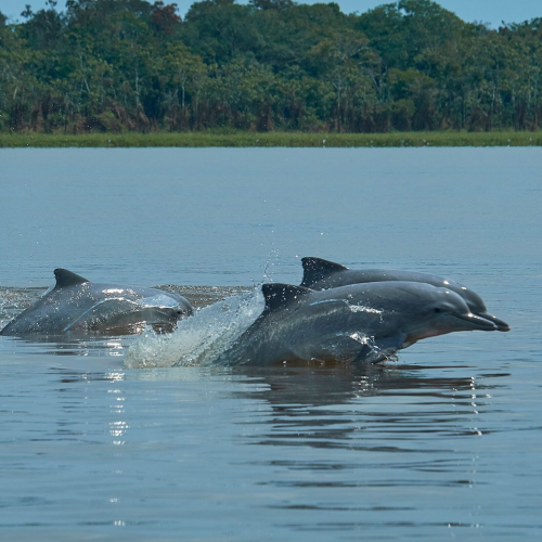 O Impacto do Turismo Sustentável na Preservação dos Botos Cor de Rosa.