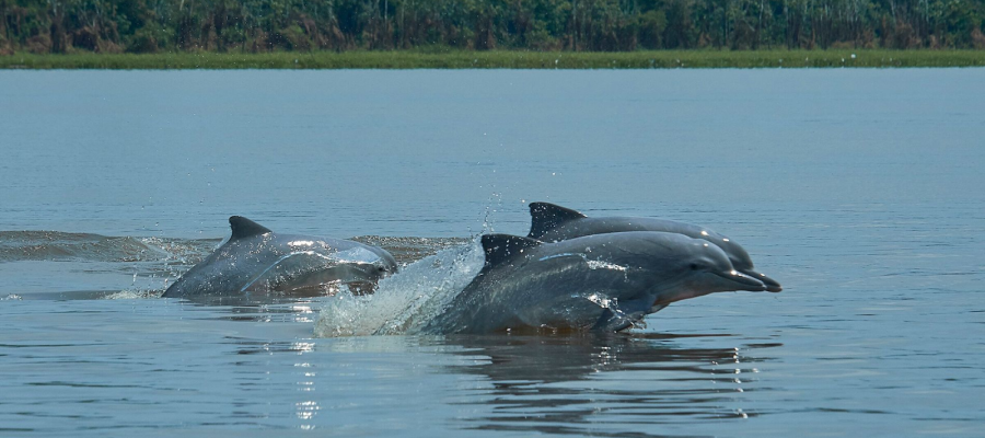 O Impacto do Turismo Sustentável na Preservação dos Botos Cor de Rosa.