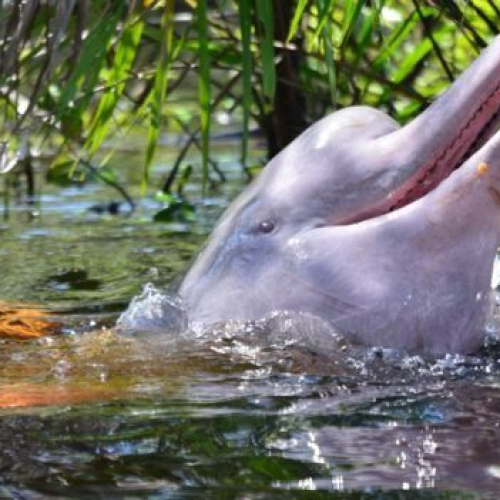 Melhores Temporadas Para Observar os Botos Cor de Rosa na Amazônia.