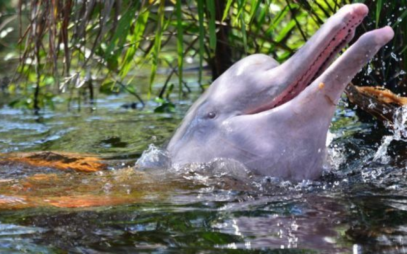 Melhores Temporadas Para Observar os Botos Cor de Rosa na Amazônia.