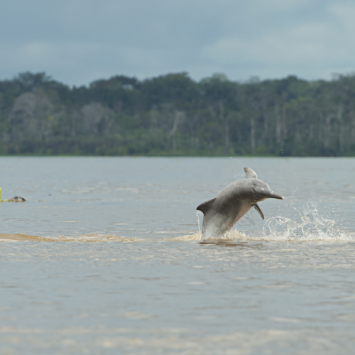 Roteiro Completo para uma Viagem de Observação dos Botos Cor de Rosa na Amazônia.