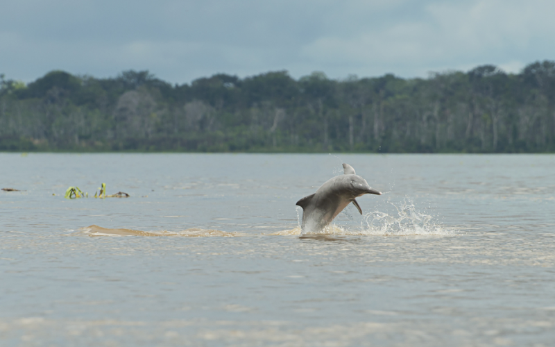 Roteiro Completo para uma Viagem de Observação dos Botos Cor de Rosa na Amazônia.