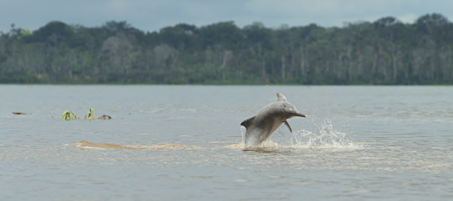 Roteiro Completo para uma Viagem de Observação dos Botos Cor de Rosa na Amazônia.