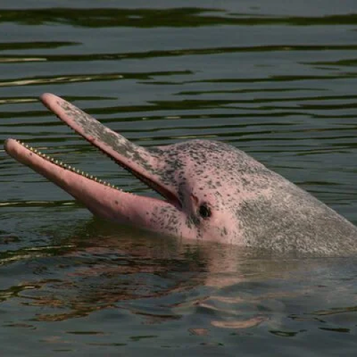 Quando é a Melhor Época para Observar Botos Cor-de-Rosa na Amazônia?