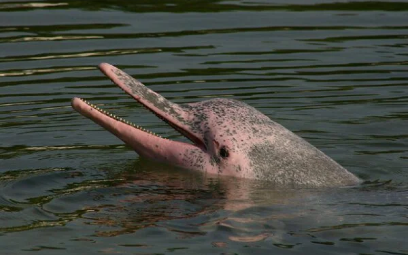 Quando é a Melhor Época para Observar Botos Cor-de-Rosa na Amazônia?