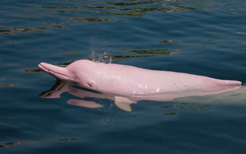 Mitos e Verdades sobre os Botos Cor de Rosa na Amazônia.