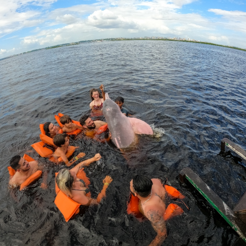 Os Melhores Passeios de Barco para Avistar Botos Cor-de-Rosa na Amazônia.