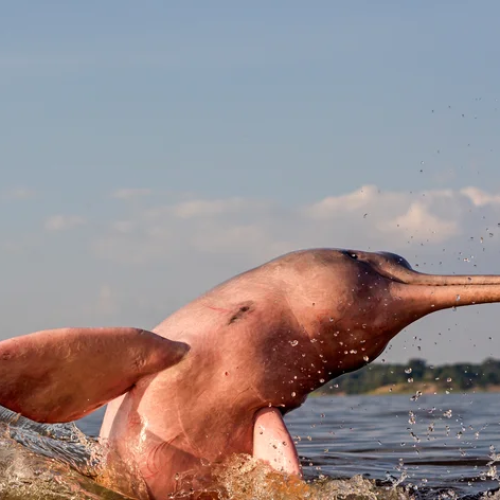 Como Escolher a Melhor Rota de Ecoturismo Para Observar os Botos Cor de Rosa.